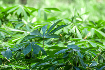 cassava tree and leaf, cassava or yucca fields, tapioca plantation for background