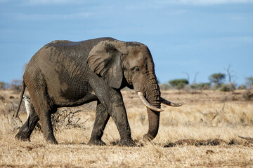 Obraz premium elephant bull walking in Kruger National Park in South Africa