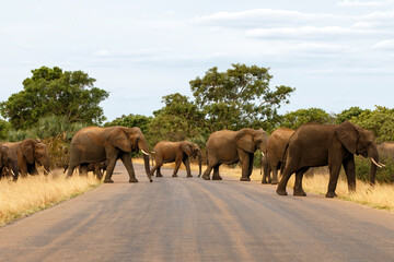 Fototapeta na wymiar elephant herd crossing the road in Kruger National Park in South Africa