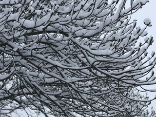 Tree branches covered in snow