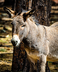 Fototapeta premium Burro