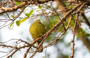 Female Pink-necked green pigeon perching on the branch , Thailand
