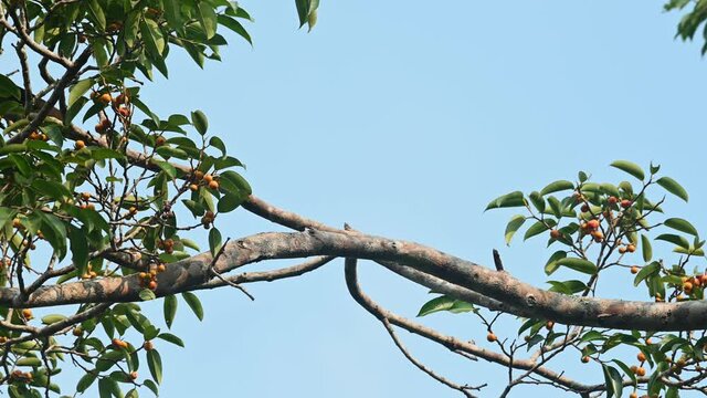 Oriental Pied Hornbill, Anthracoceros albirostris, Khao Yai National Park, Thailand; found perched on a branch up high a fruiting tree as it hops on the branch to the left to find more ripened fruits.