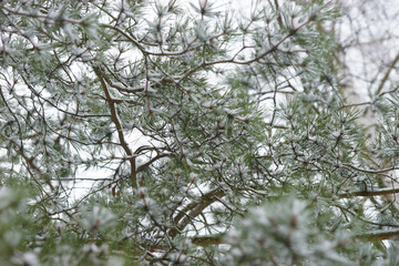 Coniferous forest in winter during snowfall