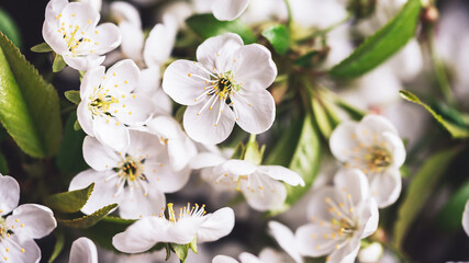Spring background with blooming white cherry flowers. Floral abstract background of nature. Branches of blossoming cherry macro with soft focus. Easter and spring greeting cards. Springtime
