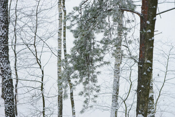 Obraz premium Coniferous forest in winter during snowfall