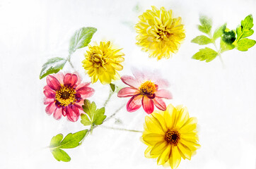 Multi-colored flowers and leaves of dahlias frozen in ice and snow on a white background.