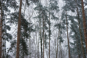 Coniferous forest in winter during snowfall
