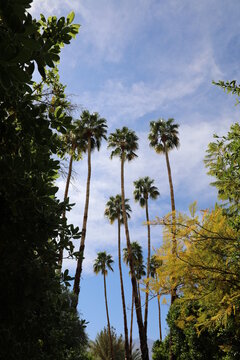 Tall palm trees in California scenery