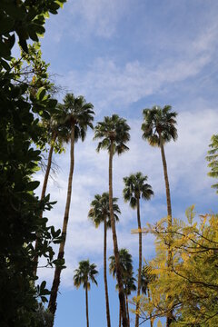 Palm Springs California palm trees on display in nature