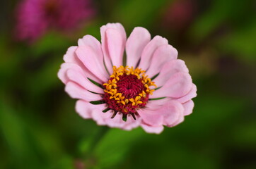 Obraz premium Large and colorful crimson flower majors blooming in autumn and growing along the street