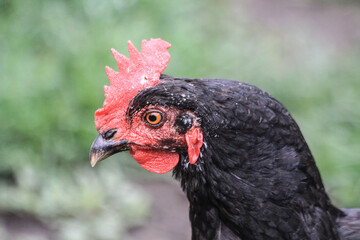 portrait of a black hen