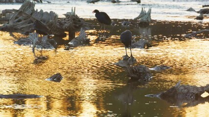 Dusky Moorhen cleaning plumage at sunset, Perth, Western Australia Tourism