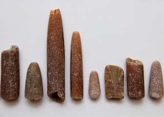 belemnites on a white sheet of paper
