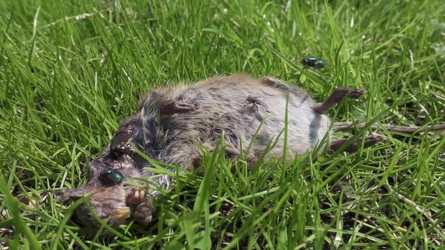 Dead rodent laying in grass covered by flies. Slow motion.