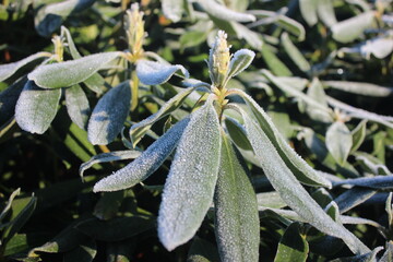Frost-covered rhododendrons in winter. Foto was taken on a sunny morning.