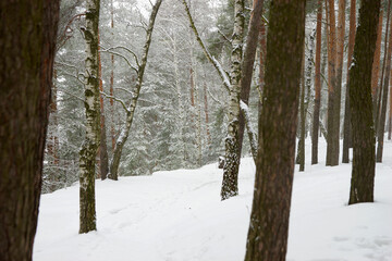 Coniferous forest in winter during snowfall