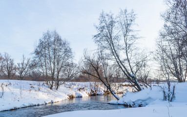 Willows leaning over the river in the evening colors