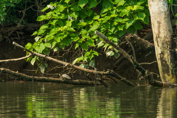 Obraz na płótnie Canvas Turtle resting on log in river 