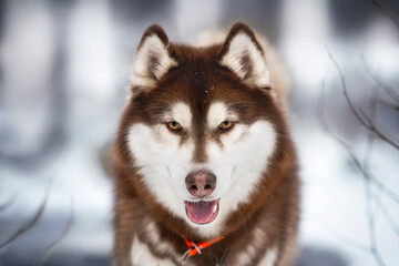siberian husky in winter