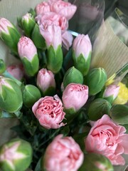 Obraz na płótnie Canvas pink tulips in a garden