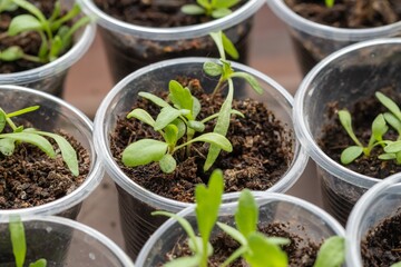 Plant young leaf spring green. cultivate nature