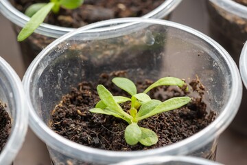 Plant young leaf spring green. nature fresh
