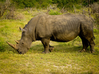 Obraz premium White, Rhino, Rhinocerous, Kruger, Mammal, Africa 