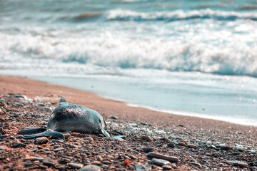 The concept of poaching and environmental disaster. A corpse of a dead baby dolphin lies, washed up by the waves, on the shore. Copy space