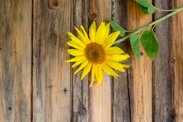 Sunflower on the old wooden table. High quality photo