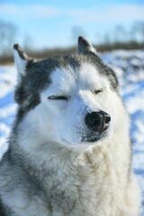 Muzzle of Siberian Husky dog on snow background on bright sunny day.