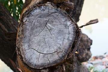 Texture of tree cut in the garden.
