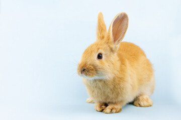 little ginger rabbit sits on a pastel blue background with copy space. Easter bunny close up. Concept for religious spring holiday