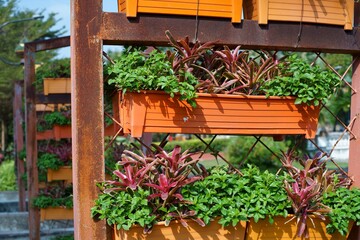 Vertical Garden Plants.Outdoor Vertical Plants.