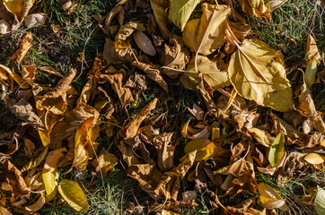 Defocused background with fallen autumn leaves.