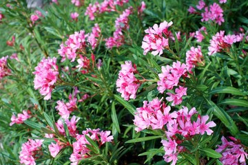 Flowers in the park.