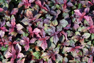 Red leaves of plant background in the garden.