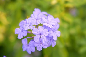 Flowers in the park.