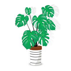 Fototapeta na wymiar A rather lovely simple illustration of the classic monstera deliciosa.