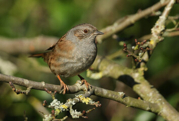 A pretty Dunnock, Prunella modularis, or Hedge Sparrow perching on a branch of a tree in winter sunshine.