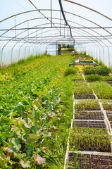 Interior of an old greenhouse with organic vegetables cultivation.