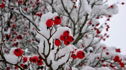 Apfeldorn, Baum im Winter mit vielen roten Beeren im Schnee