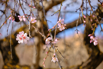 Almond branch with blooming flowers. Springtime on almond trees