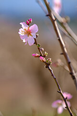 Almond branch with blooming flowers. Springtime on almond trees