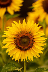 Obraz premium Sunflowers blossom close up. vintage filter