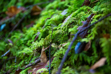 Plantas , flores y musgo nacen entre las rocas con un intenso color verde y azul.