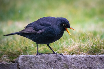 Vögel im Ruhrgebiet