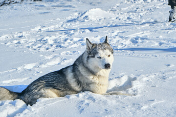 Siberian Husky lies in the snow on a bright sunny day.