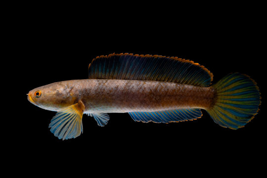 Snakehead Channa fish . Alive snake fish isolated on white background