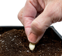 Close Up of Older Hand Gently Placing Seed Into Soil